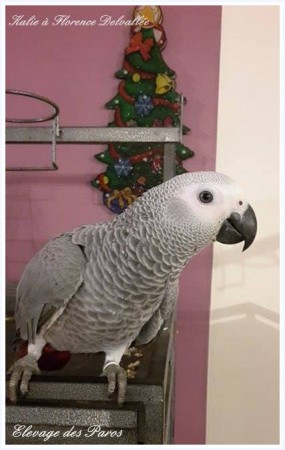 Kalie à Florence Delvallée